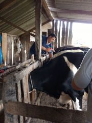 Aragano - Distribuidora de produtos veterinrios em Chapec -